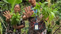 HBAP Toreh Prestasi Internasional Lewat Program Hijau Berbasis Agribisnis Pekarangan