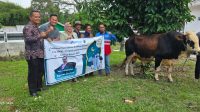 PT SERD Serahkan Hewan Kurban 12 Sapi dan 42 Kambing untuk Tiga Daerah