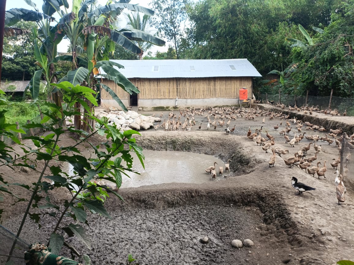 Bukit Asam Dukung Budidaya Itik Petelur Capai Penghasilan di Atas UMR