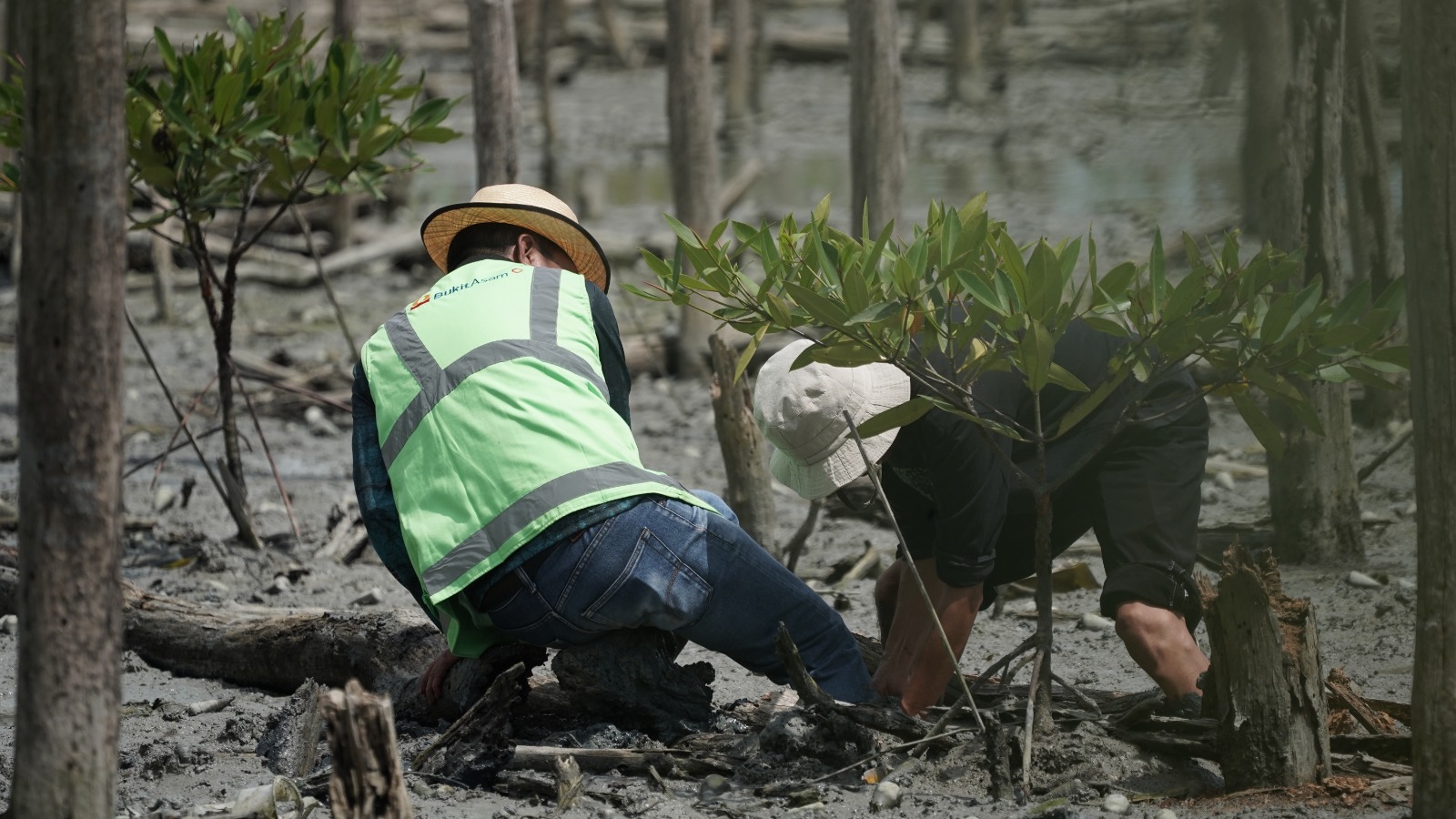 Lanjutkan Konservasi Pesisir, PTBA Tanam 40 Ribu Bibir Mangrove di Lampung Timur