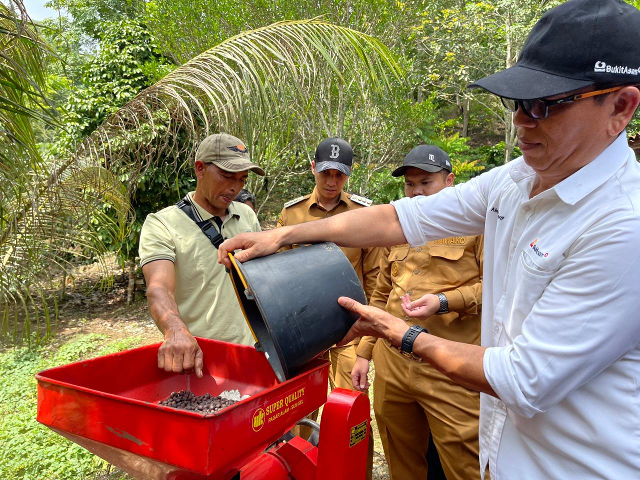 PTBA Dampingi Petani Kopi Sawahlunto Panen dan Ciptakan Nilai Tambah