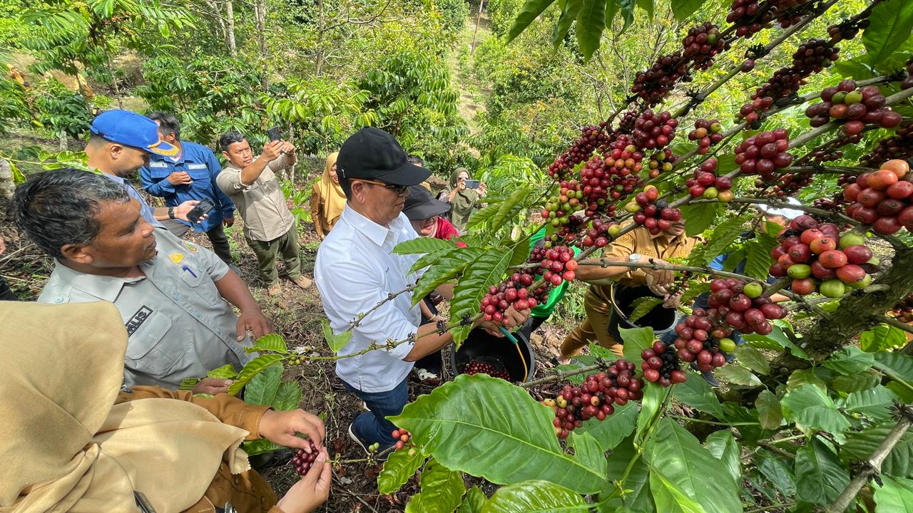 PTBA Dampingi Petani Kopi Sawahlunto Panen dan Ciptakan Nilai Tambah