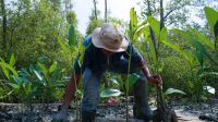 Kisah Masyarakat Pasir Sakti: Dulu Terkikis Abrasi, Kini Tumbuh Mangrove yang Menghidupi