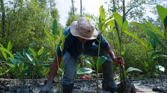 Kisah Masyarakat Pasir Sakti: Dulu Terkikis Abrasi, Kini Tumbuh Mangrove yang Menghidupi