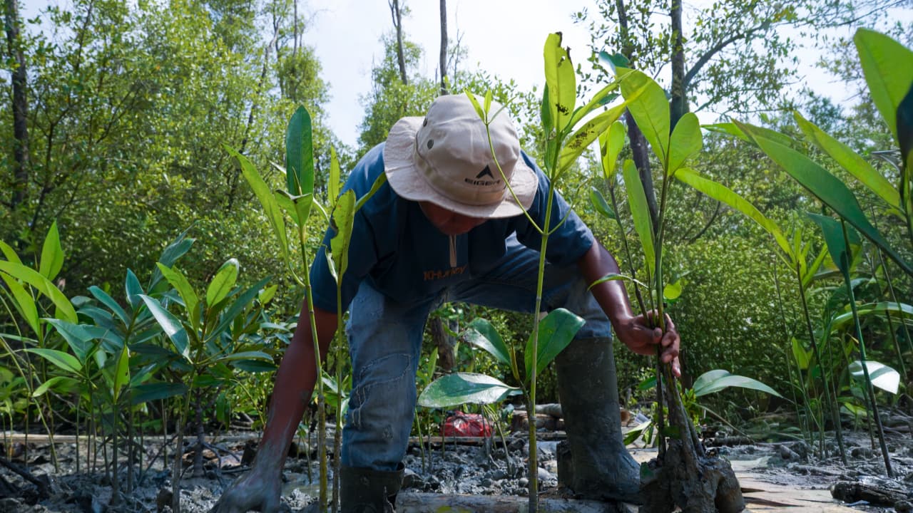 Kisah Masyarakat Pasir Sakti: Dulu Terkikis Abrasi, Kini Tumbuh Mangrove yang Menghidupi